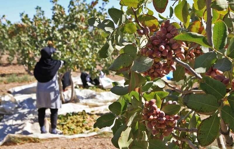 آغاز برداشت پسته از سطح باغات شهرستان خوشاب