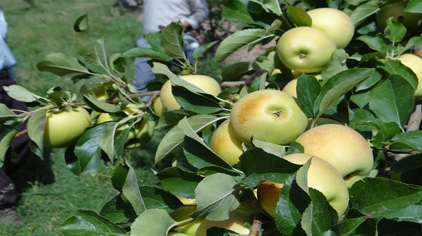 سیب‌های سلطانیه در راه بازار