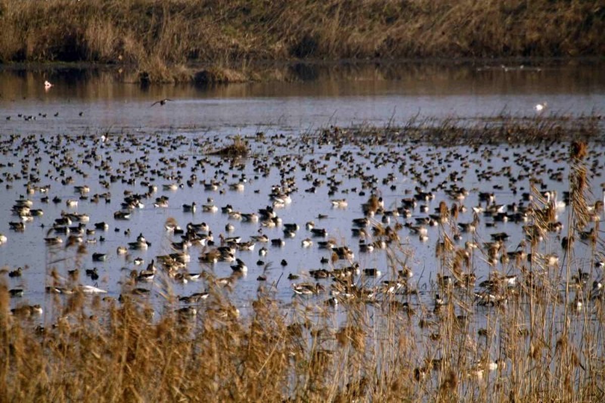 ۴۲ گونه نادر انواع پرنده در تالاب کانی برازان مشاهده شد