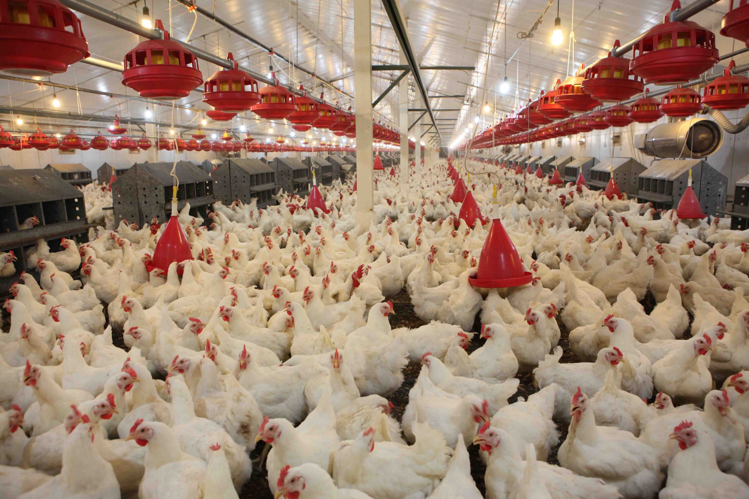 رتبه اول کردستان در تولید مرغ گوشتی غرب کشور