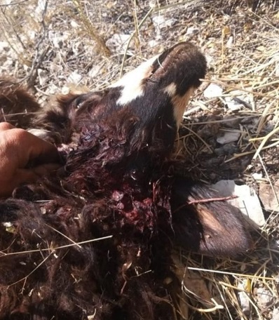 واکنش محیط زیست به خبر حمله پلنگ به گله گوسفندان در سی سخت