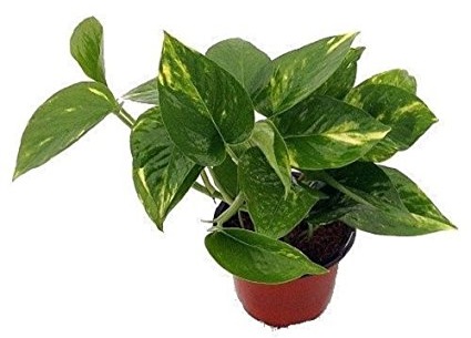 گیاهان آپارتمانی تصفیه کننده هوا (۱۰ گل تمیز کننده هوای خانه)