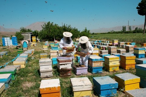 کُنارستان‌های جنوب فارس، میزبان زنبورداران