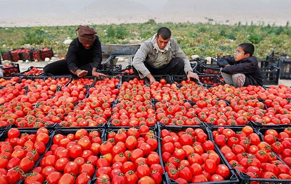 تولید ۷ هزار تن گوجه فرنگی در جوین