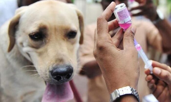 واکسیناسیون بیش از ۱۶ هزار قلاده سگ علیه بیماری هاری