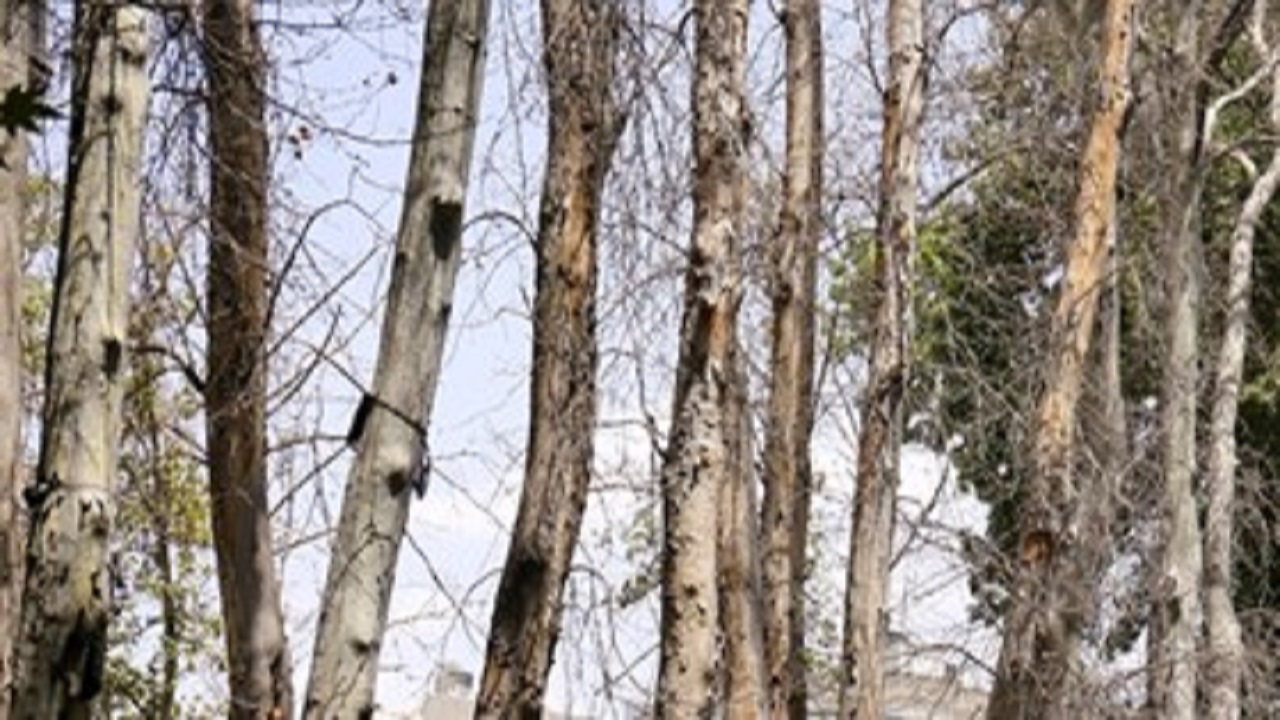 ادعای عمدی بودن خشکیدن درختان پارک تاجیکستان کرج تکذیب شد