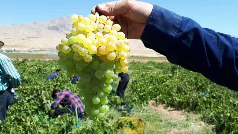 پیش بینی تولید بیش از ۵ تن انگور از باغات شهرستان البرز