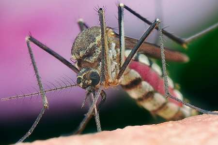 آسیپ پذیری حشرات دربرابر تغییرات جوی