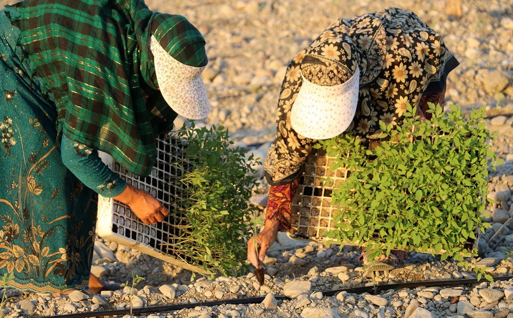 شروع کشت نشاء گوجه فرنگی در بندر خمیر