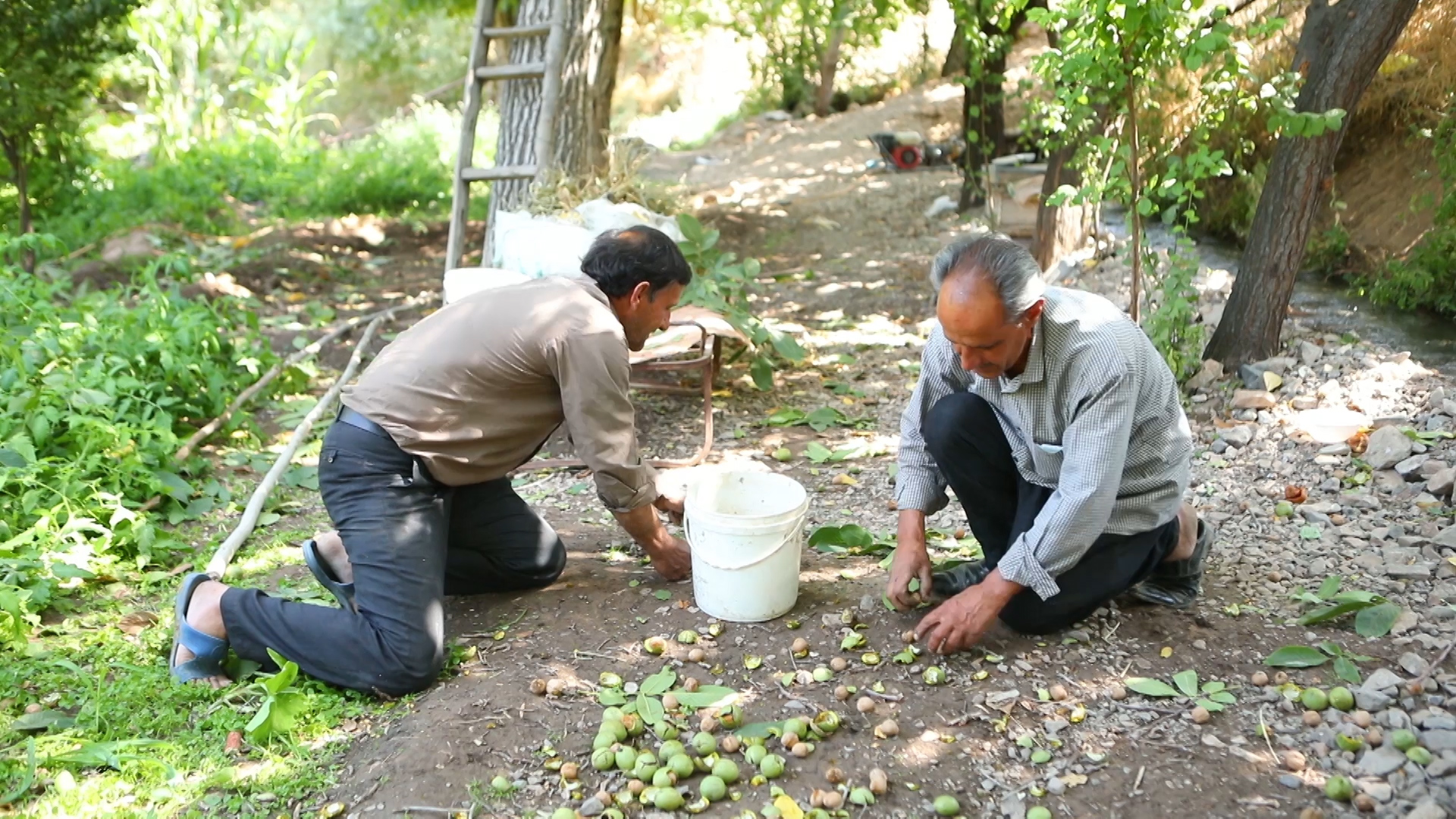 برداشت گردو در شهرستان کاشان