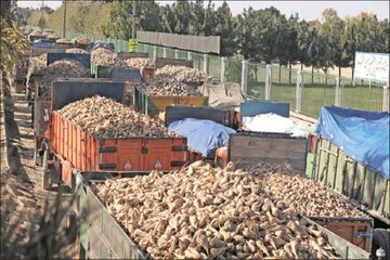 تسویه مطالبات چغندرکاران گلستانی کارخانه قند جوین