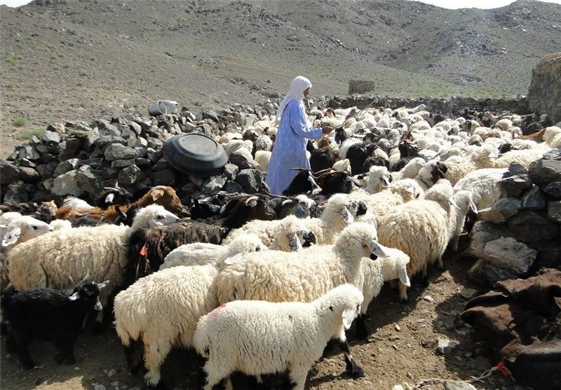 ۱۵ آبان؛ زمان کوچ پاییزه عشایر به استان بوشهر