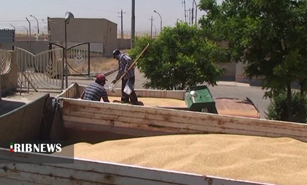 پرداخت ۵۵ درصد از مطالبات گندم کاران در کردستانی