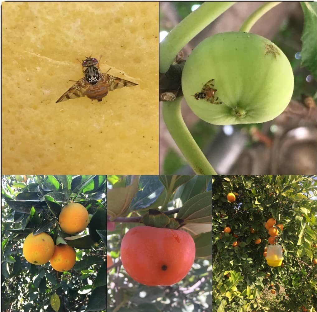 راهکار‌های مدیریت مگس میوه در باغ‌های مرکبات