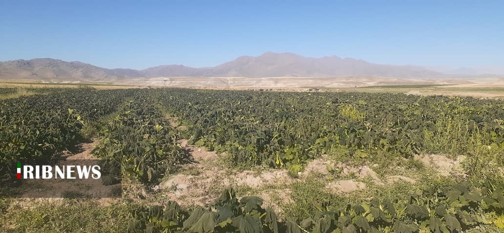 سرمازدگی در مزارع کدو شمال فارس