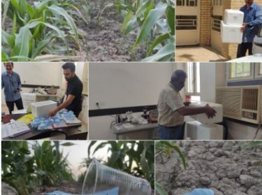 مبارزه بیولوژیک با آفات در مزارع رامهرمز