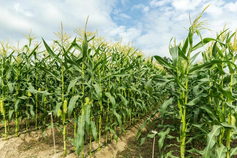 تولید بذر bk۷۴ ذرت، رونقی در بخش کشاورزی کشور