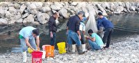نجات بچه ماهی های گرفتار در رودخانه مهاباد