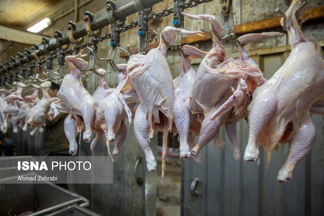 پتانسیل صادرات یک‌ میلیون تن مرغ در کشور
