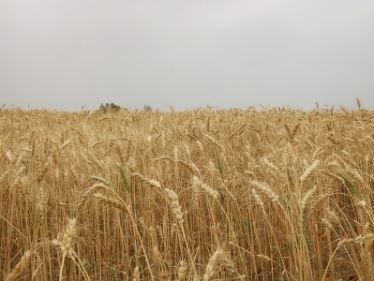 تشکیل باشگاه گندم یاران در خوزستان