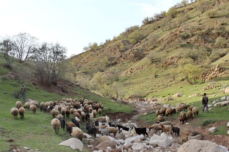 برخورد با بهره برداران غیر مجاز از مراتع خوزستان