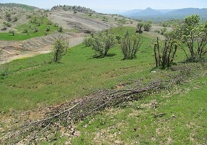 کاشت هزاران اصله نهال در کانون‌های گردوغبار خوزستان