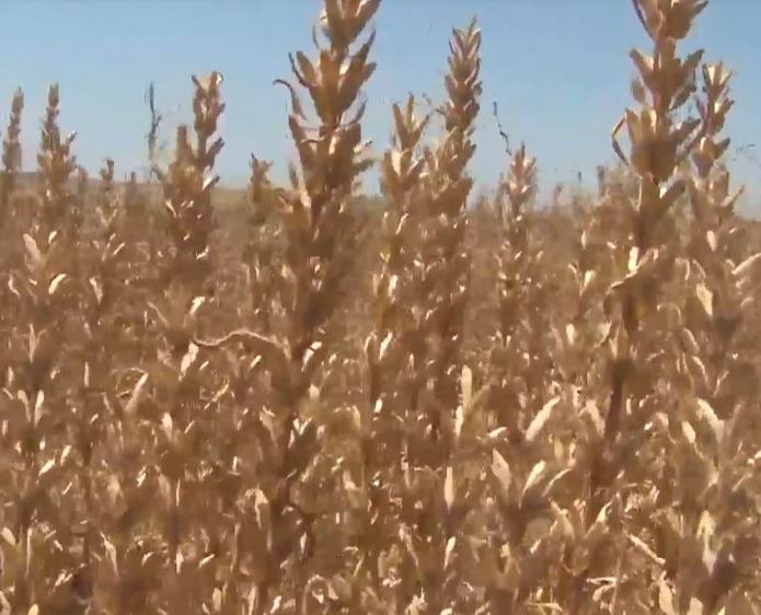 بالنگوی شهری اصلاح شده برای تناوب با گندم در دیمزارها