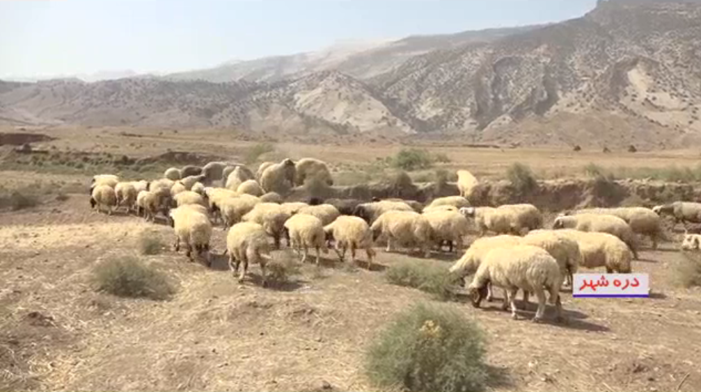 اثرات زیانبار خشکسالی‌ بر کاهش جمعیت دام‌های مولد