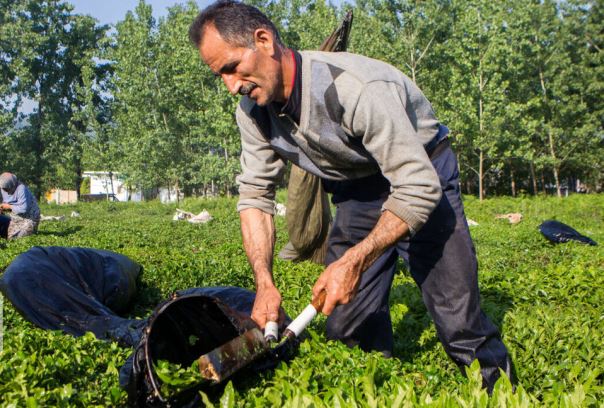 خرید تضمینی بیش از ۹۴ هزار تن برگ سبز چای از چایکاران شمال کشور