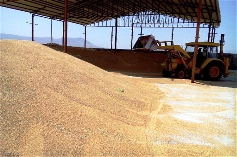 خرید تضمینی بیش از ۳۵۴ هزار تن گندم در خراسان رضوی