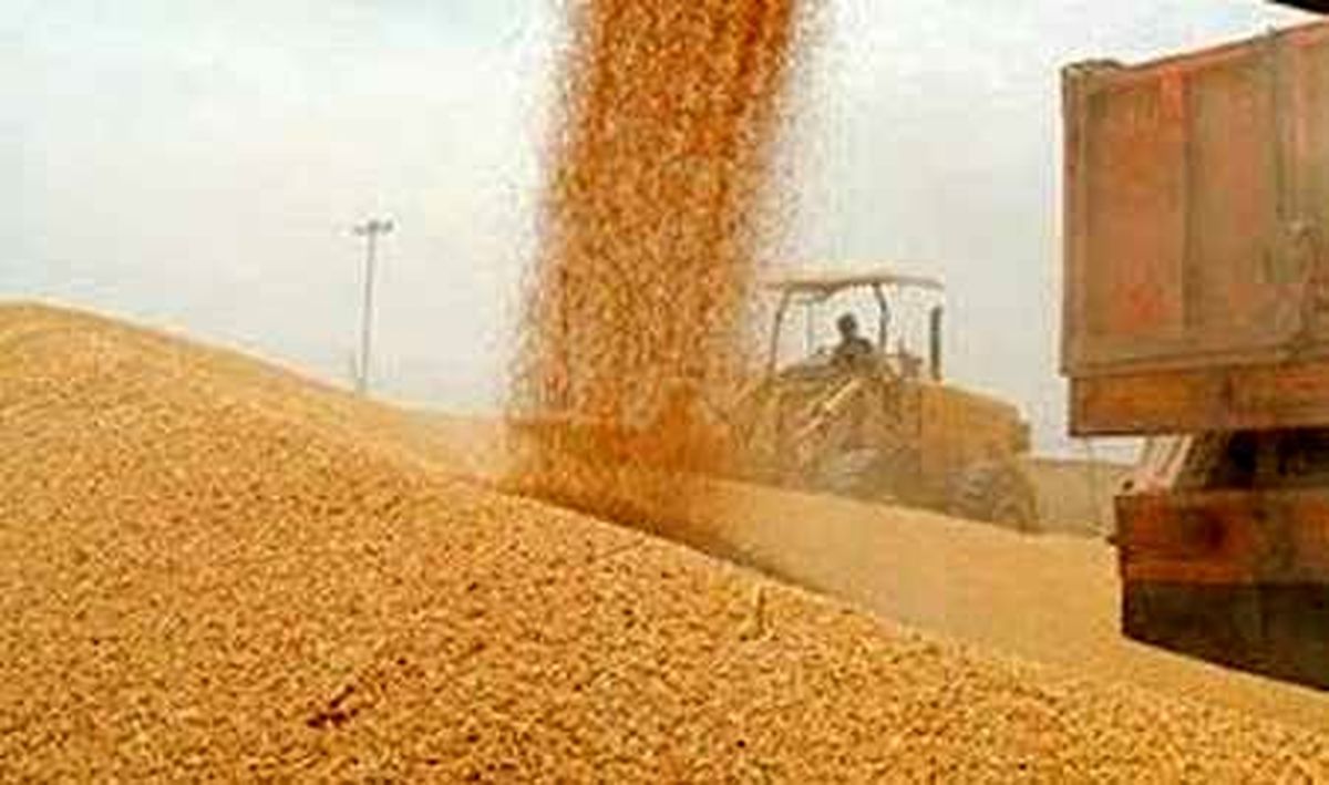 برداشت ۴۷۰ هزار تن گندم از اراضی جهاد کشاورزی همدان