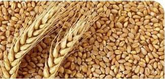 خریداری گندم بذری و بذر کلزا در خوزستان