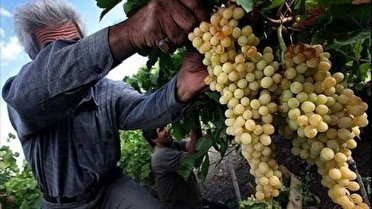 آذربایجان غربی در رتبه چهارم تولید انگور کشور