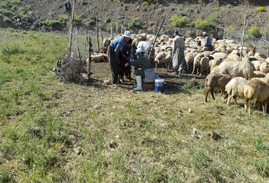 واکسینه شدن بیش از ۲۱۱ هزار راس دام در کردستان علیه بیماری تب مالت