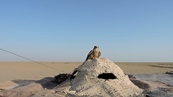 تخریب ۵۰ کوخه زنده‌گیری پرندگان شکاری در استان بوشهر