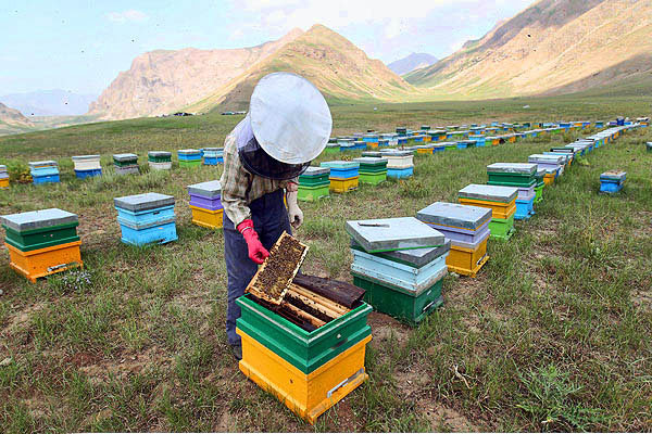 سرشماری کلنی‌های زنبور عسل در گیلان