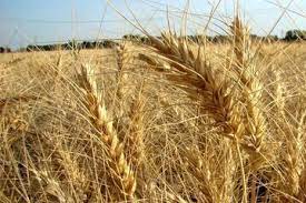 تولید ۲۰۵ هزار تن گندم در استان