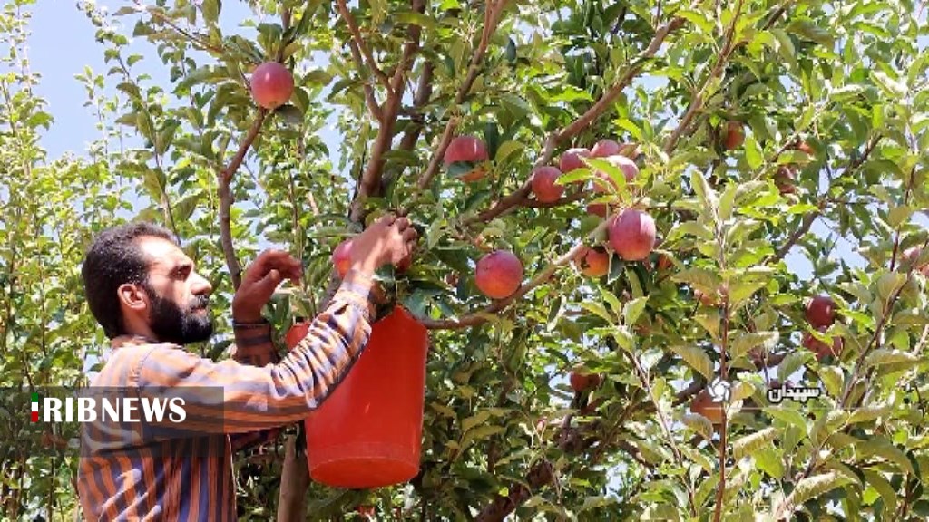 برداشت سیب در قطب تولید فارس
