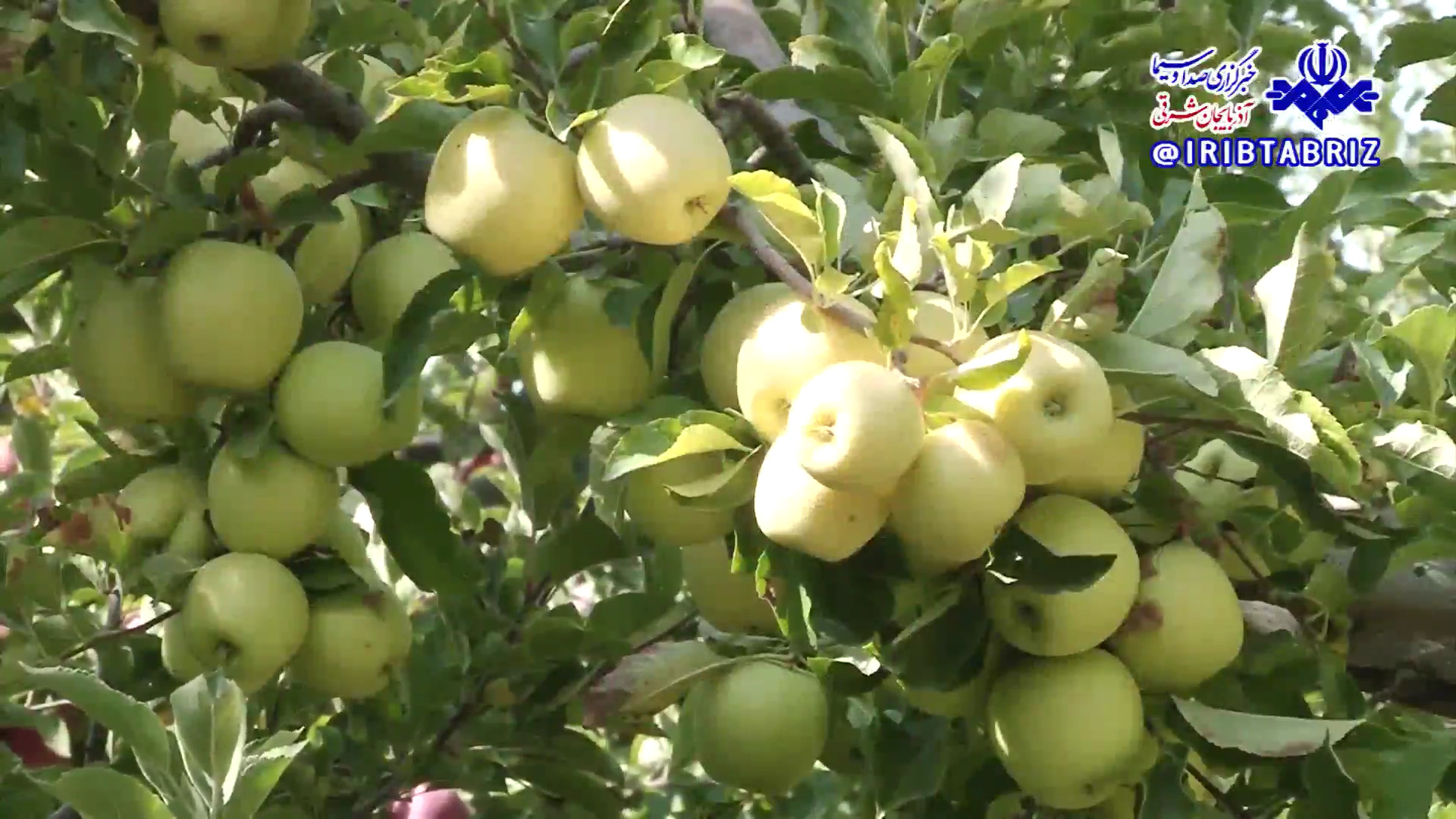 موفقیت باغدار مراغه‌ای در تولید سیب درختی