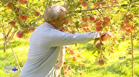 شروع برداشت سیب درختی در خمین