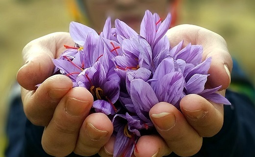 پیش بینی تولید ۳۰ تن زعفران خشک در خراسان جنوبی