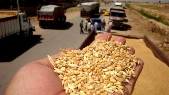 خرید ۱۰۵ هزارتن گندم مازاد بر نیاز کشاورزان کهگیلویه و بویراحمد