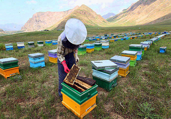 جابجایی کلونی‌های زنبوررعسل تا پایان مهرماه ممنوع است