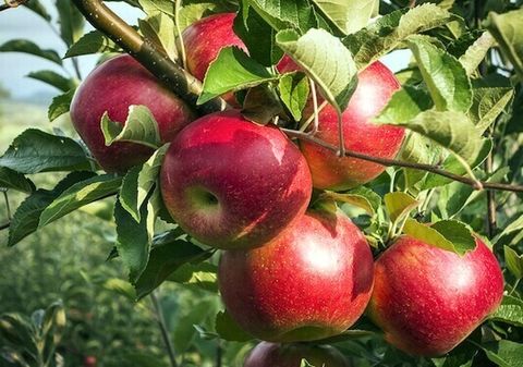 برداشت سیب درختی از باغ های دهستان خسروشیرین