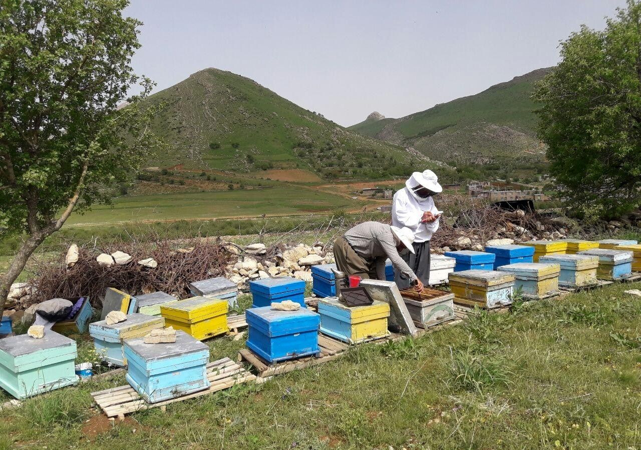 آغاز طرح سرشماری کندوهای زنبور عسل در مهاباد