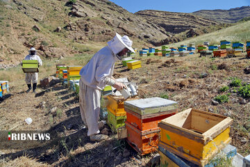 توصیه به زنبورداران درباره آمارگیری از کلنی های زنبورعسل