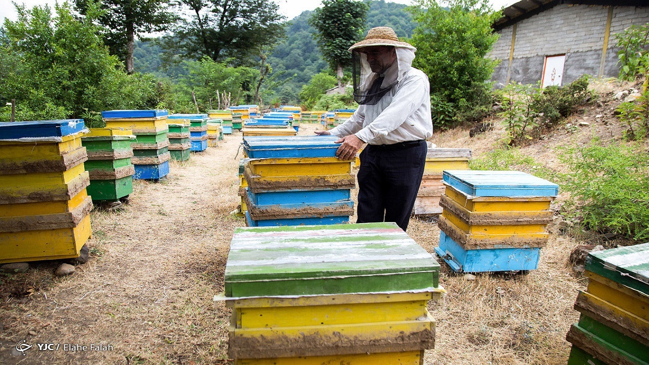 استقرار کندو‌های زنبور تنها با گرفتن مجوز استقرار از جهاد کشاورزی چهارمحال و بختیاری