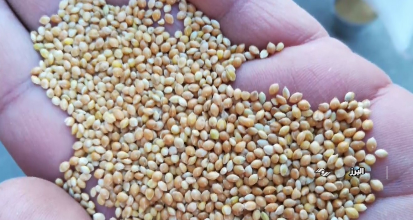تولید بذر ارزن هیبریدی برای نخستین بار در کشور