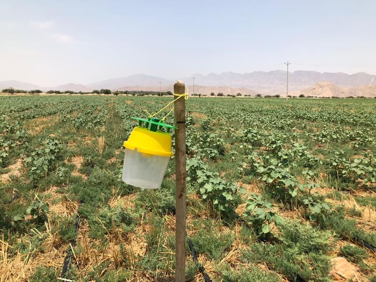 جلوگیری از استفاده ۵۰ تن سموم شیمیایی در مبارزه  علیه آفات