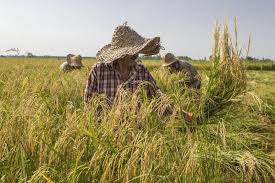 برداشت برنج از ۶ هزار هکتار از شالیزار‌های استان